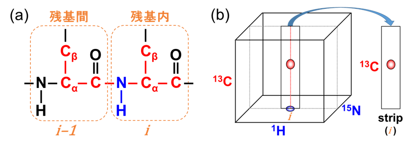 【図3】タンパク質主鎖の模式図(a)と三次元スペクトルのイメージ(b)
