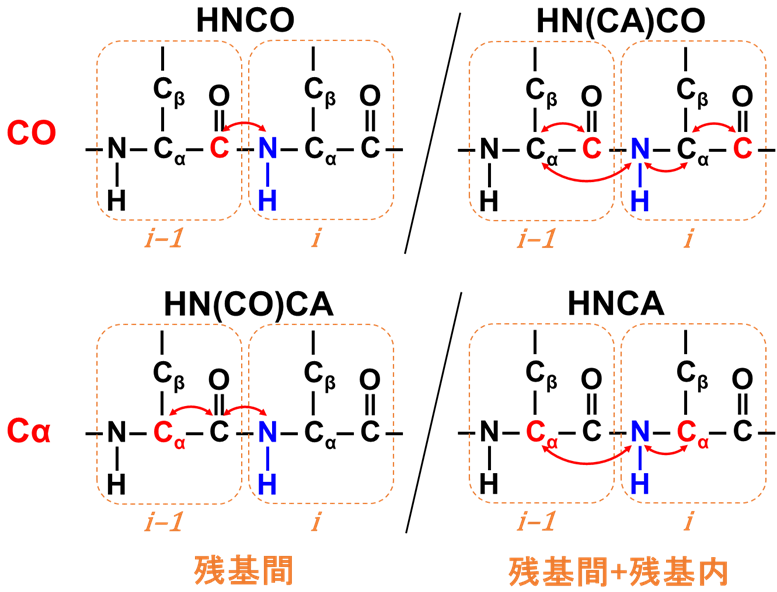 【図4】主鎖解析用三次元測定の磁化移動イメージ（COまたはCα を対象）
