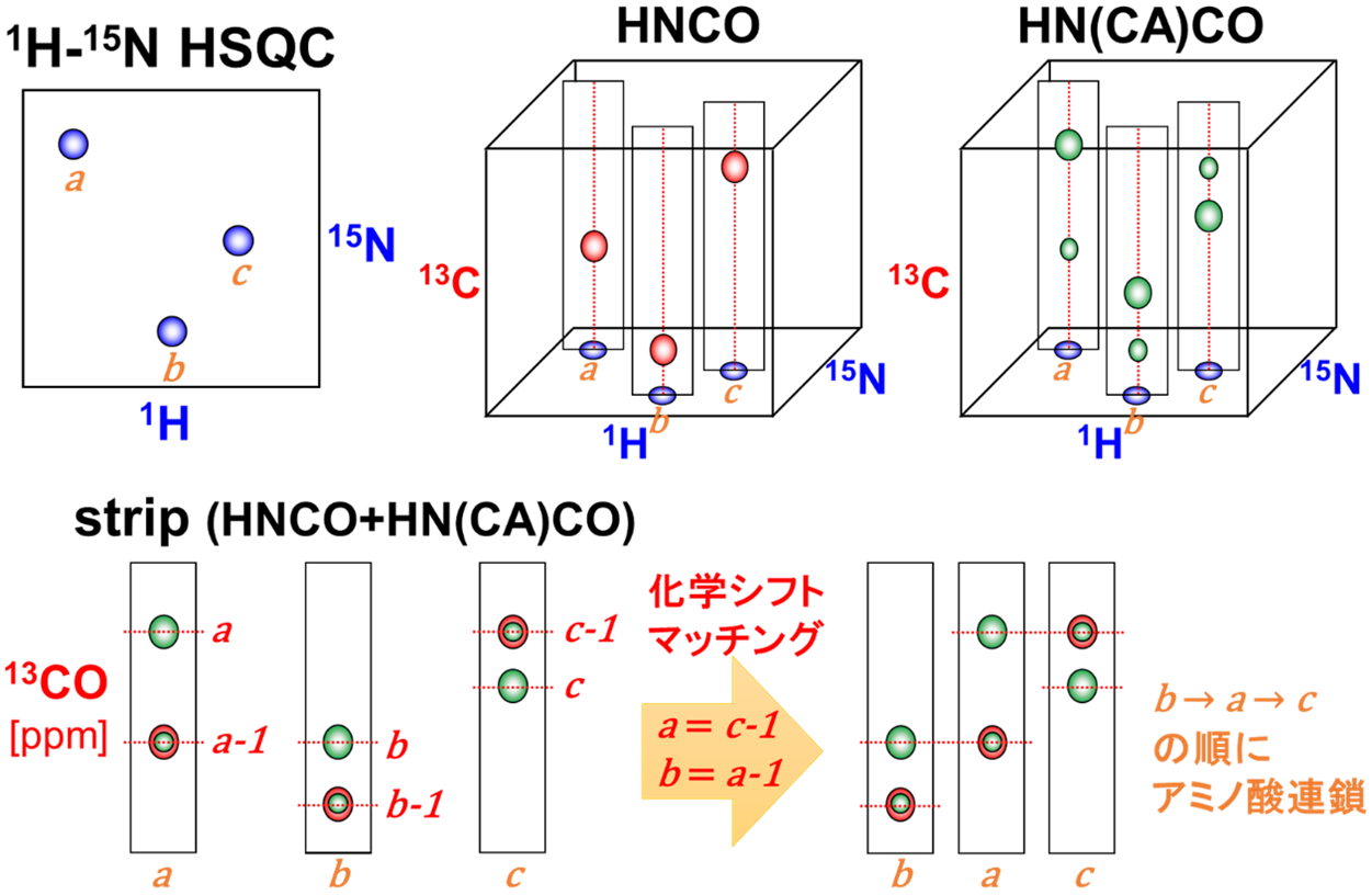 【図5】アミノ酸の連鎖帰属の模式図
