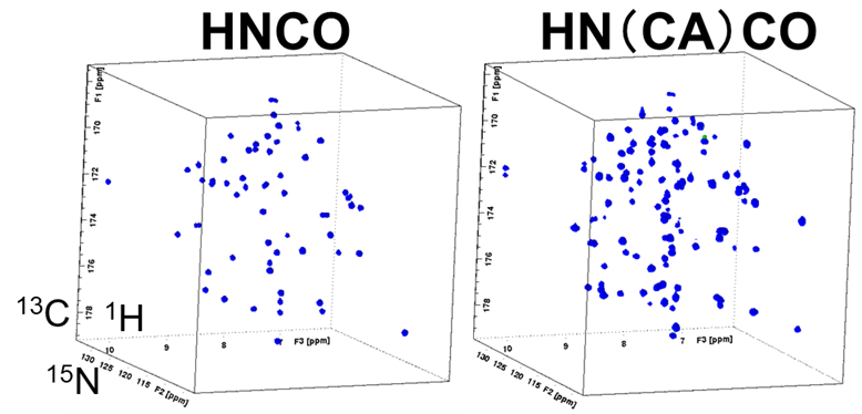 【図6】試料のHNCOおよびHN(CA)COスペクトル
（測定時間：HNCO 3h、HN(CA)CO 6h、非線形サンプリング：12.5%）
