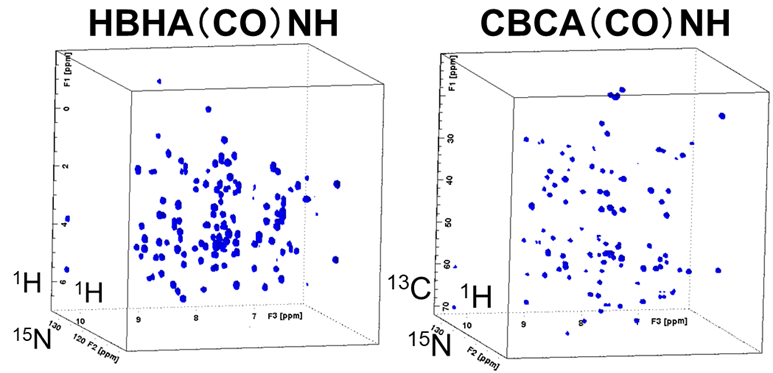 【図4】試料のHBHA(CO)NHおよびCBCA(CO)NHスペクトル
（測定時間：各3h、非線形サンプリング：12.5%）
