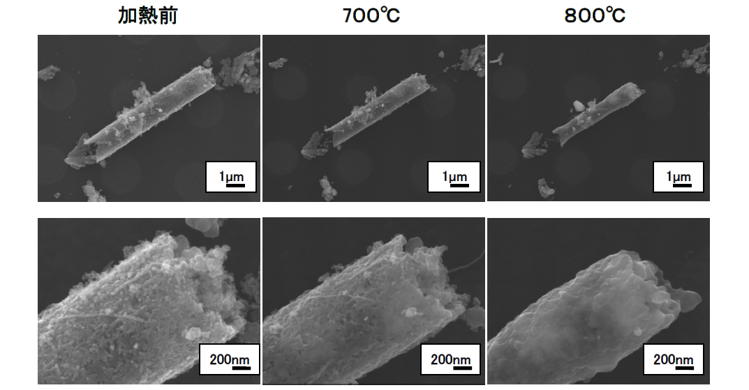 【図1】微生物由来の酸化鉄(BIOX)のin-situ加熱FE-SEM観察結果
