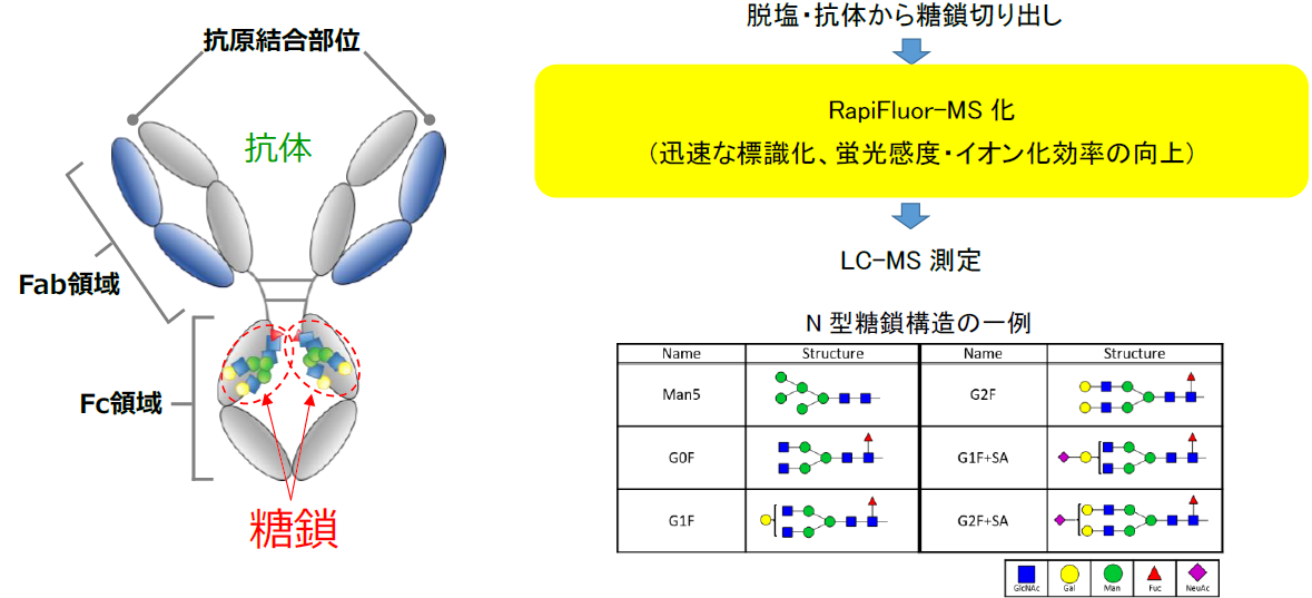 【図1】N型糖鎖の解析イメージ
