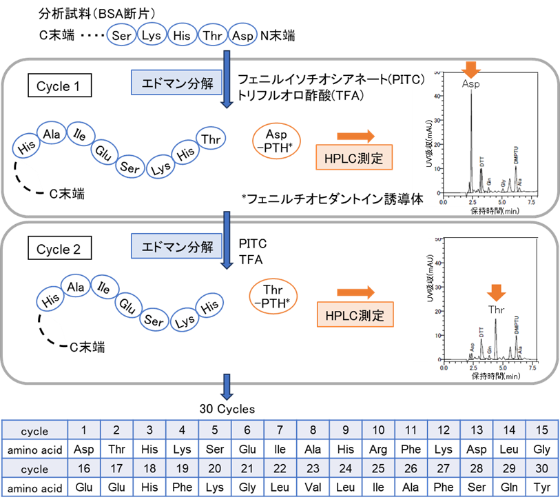 【図2】BSAのN末端アミノ酸配列解析