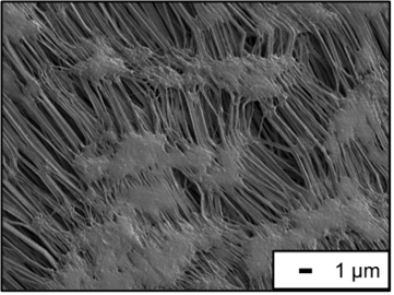 【図5】PTFE製メンブレンフィルターの
SEM像
