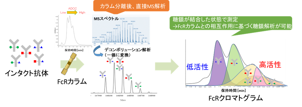 【図2】FcR-MS法による抗体の糖鎖組成解析イメージ
